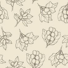 Hand Drawn Soapberry, Shea, Candlenut Seamless Pattern