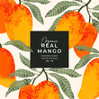 Mango fruit design template. Vintage textured style. Mango tree.