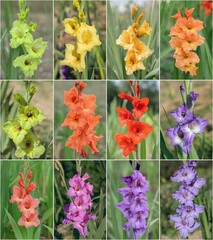 Wall Mural - collage of twelve gladiolus flowers in rainbow color shades. focus in the middle of each flower.