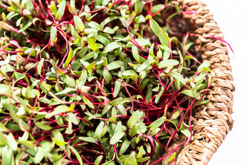 Wall Mural - Radish microgreens