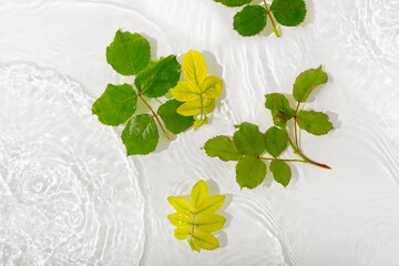 Wall Mural - Green leaves roses on blue water background close-up. White texture surface with rings and ripple. Flat lay, top view, copy space.