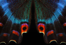 スワロウテイルバタフライ 無料画像 - Public Domain Pictures