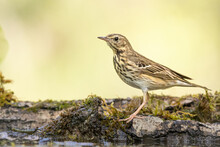 Tree Pipit Anthus Trivialis Bird By The Forest Puddle