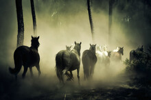 Horses In The Woods