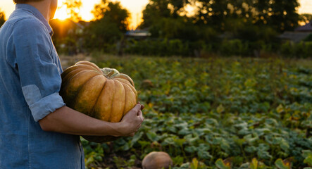 Aufkleber - Farmer with pumpkin on a field