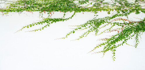 Wall Mural - ivy isolated on a white background.