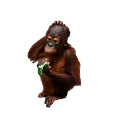 Wall Mural - Baby Orangutan with hand on head eating lettuce with a transparent background