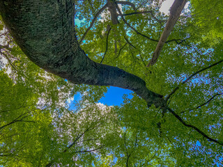 trees in the forest
