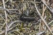 świerszcz polny (Gryllus campestris) w dużym zbliżeniu