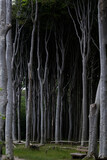 Fototapeta Las - View of the thin tree trunks of the ghostly forest