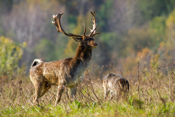 Wall Mural - alert fallow deer, dama dama, looking on grassland in autumn wilderness. attentive stag watching in 