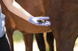 Sheath cleaning a horse