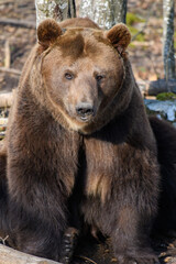 Sticker - Wild Brown Bear (Ursus Arctos) in the autumn forest. Animal in natural habitat