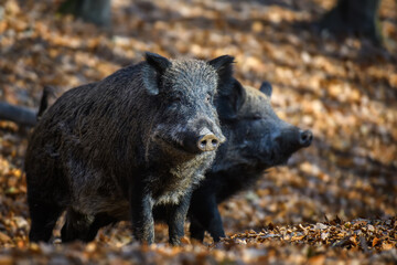 Wall Mural - two wild boar in autumn forest. wildlife scene from nature