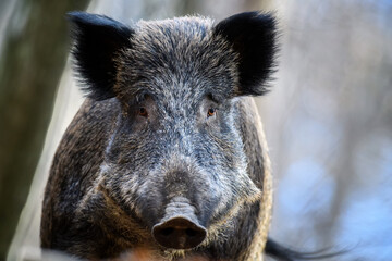 Sticker - Male Wild boar in autumn forest. Wildlife scene from nature