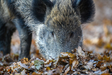 Wall Mural - male boar in an autumn forest looks for acorns in a fallen leaf