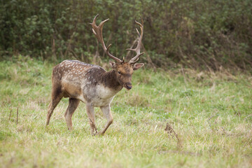 Wall Mural - fallow deer, dama dama, walking on green meadow in autumn nature. spotted stag moving on grassland i