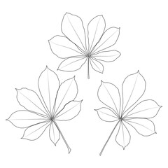 Wall Mural - Set of vector chestnut leaf outline icon. Simple outline chestnut leaves illustration for logo. Realistic hand drawn leaves illustration set on white background.