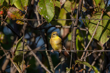 Canvas Print - yellow and green bird