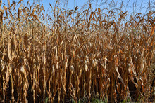 Dry Corn In The Field.
