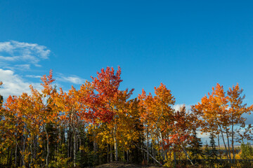 Canvas Print - Autumn forest