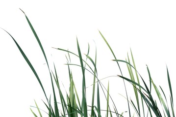 In selective focus wild grass leaves with wind blowing on white isolated background for green foliage backdrop 