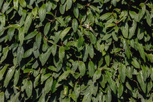 Selective Focus Of Leatherleaf Viburnum In The Garden And Sunlight, Viburnum Rhytidophyllum Is A Species Of Viburnum, Nature Green Leaves Background, Greenery Pattern Texture.