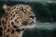 Portrait of a the Amur leopard (Panthera pardus orientalis). East Siberian leopard. Red List