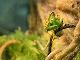 Fototapeta Koty - Green chameleon is perching on tree branch. Exotic animal in tank for reptiles or lizards. Small pet is staring in camera.