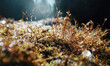 Macro view of moss in forest.
