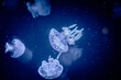 クラゲ　水族館　水槽　幻想的　抽象的　マクロ　背景　バックグランド　パターン　夢