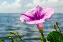 A Close Up Of Bayhops Morning Glory Plant By A River In Florida
