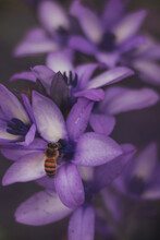 Bee And Purple Flowers