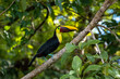 Toucan sitting on branch in primary forest in the Osa Peninsula of Costa Rica