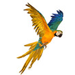 colorful parrot vector illustration low poly for your design