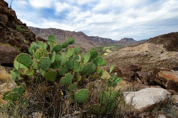 Wall Mural - Rio Grande Cloud Sky Plant Terrestrial plant Eastern prickly pear