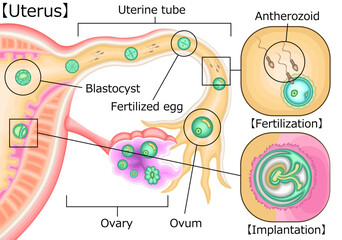  受精　妊娠　イラスト