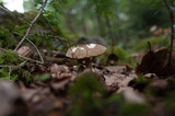 Fototapeta Lawenda - champignons