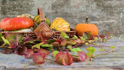 autumn composition on vintage wooden background. various pumpkins and autumn leaves. Thanksgiving Day. halluin.
 banner