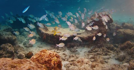 Wall Mural - Sunset reef underwater. Fishes swim on the coral reef during sunset in the Maldives