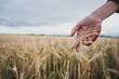 Closeup low angle view of female hand gently touching golden ear of wheat