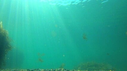 Poster - Sun Light Rays through under water's glittering. Underwater scene 