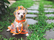 brown short hair chihuahua dog wearing rain coat hood sitting  on wet cement tile  in the garden, looking sideway at copy space.