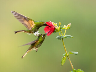 Wall Mural - Buff-tailed coronet (Boissonneaua flavescens) is a species of hummingbird in the 