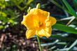 A yellow daylily flower. The daylily is a flowering plant in the genus Hemerocallis. Hemerocallis is native to Asia, primarily eastern Asia, including China, Korea, and Japan.