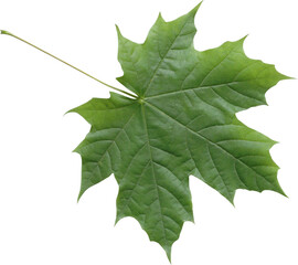 isolated green maple leaf