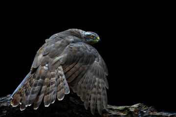 Poster - Northern goshawk (accipiter gentilis) sitting on a branch protecting his prey  in the forest of Noord Brabant in the Netherlands