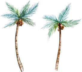 Palm tree, watercolor illustration set, isolated object