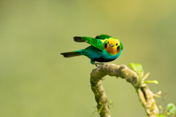 Wall Mural - Multicoloured tanager (Chlorochrysa nitidissima) is a species of bird in the family Thraupidae. It is endemic to the mountains of Colombia, and as of 2010 has been categorized as vulnerable 