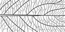 Artistic Simple Modern Black And White Abstract Illustration (hand Drawn) In The Form Of A Leaf Of A Plant With Stripes, Can Be Used As A Background